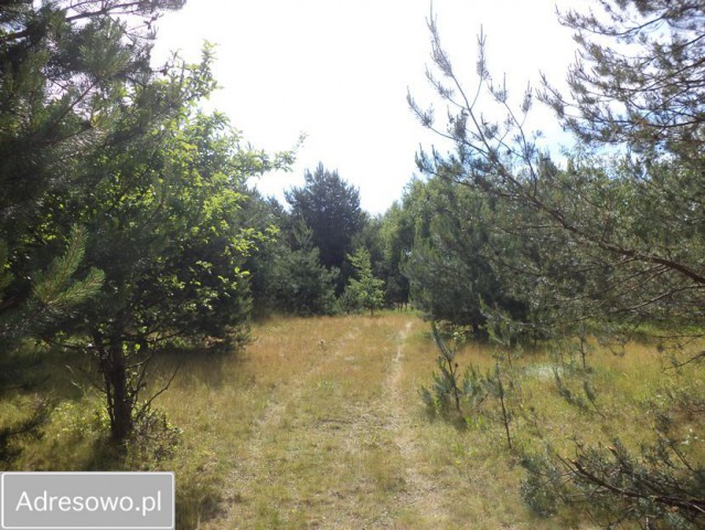 Działka siedliskowa Rędziny. Zdjęcie 1