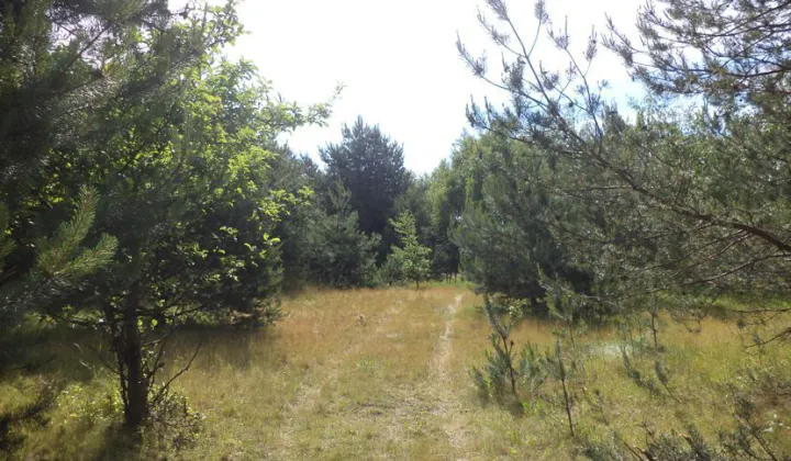 Działka siedliskowa Rędziny