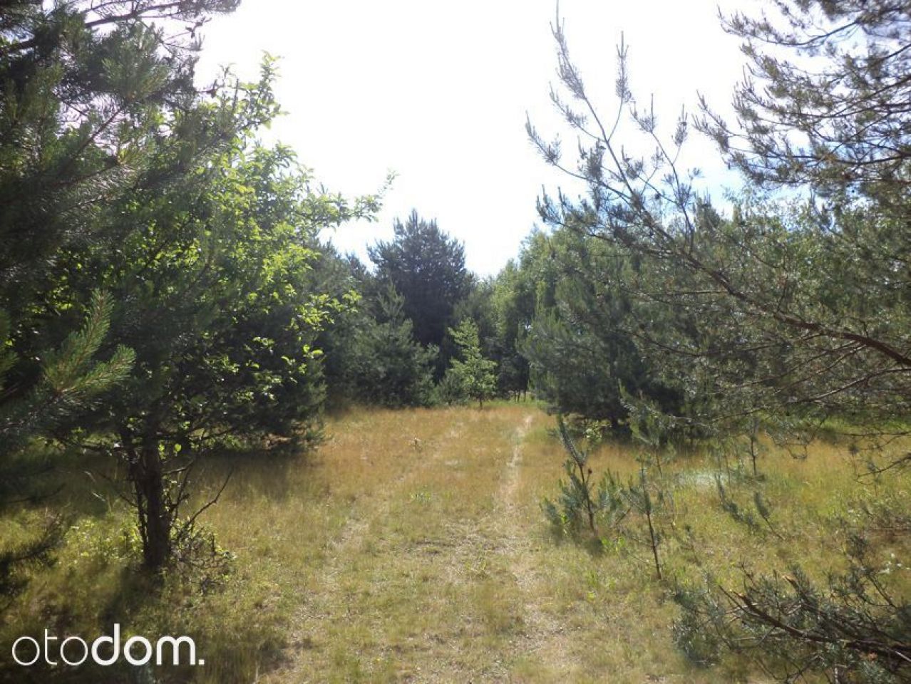 Działka siedliskowa Rędziny