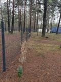 Działka leśna Borsk. Zdjęcie 2