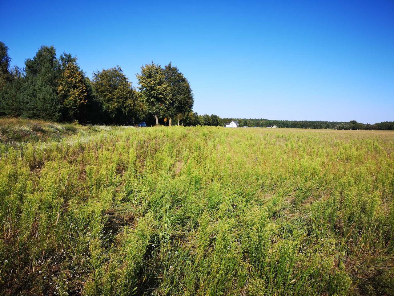 Działka budowlana Borowe. Zdjęcie 6