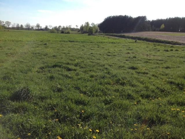 Działka budowlana Osiek. Zdjęcie 6