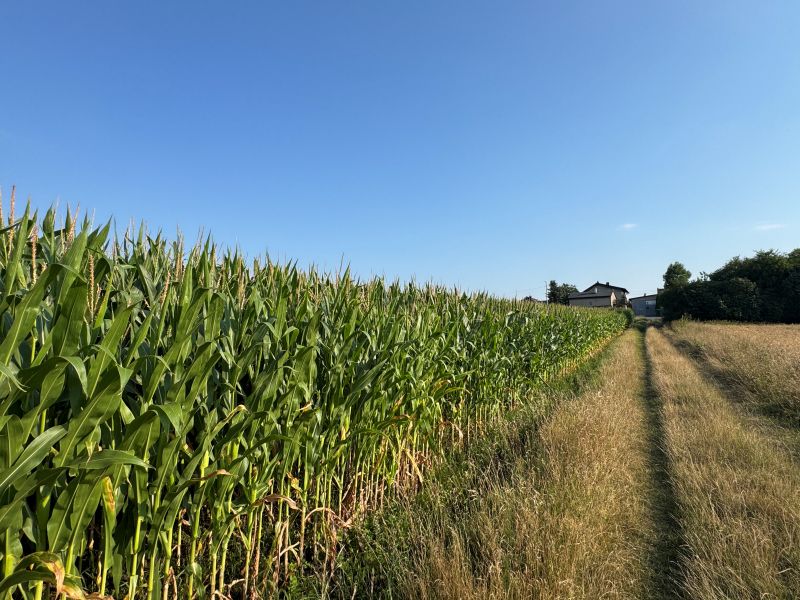 Działka rolno-budowlana Wieszowa. Zdjęcie 7