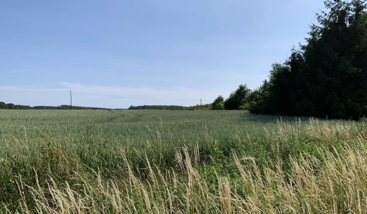 Działka budowlana Wińsko, ul. Wincentego Witosa
