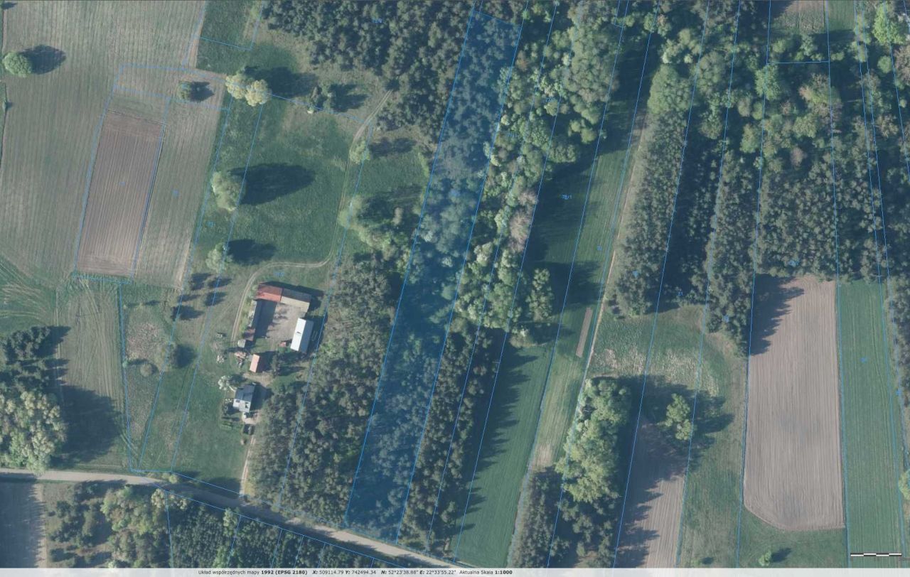 Działka leśna Mogielnica. Zdjęcie 4