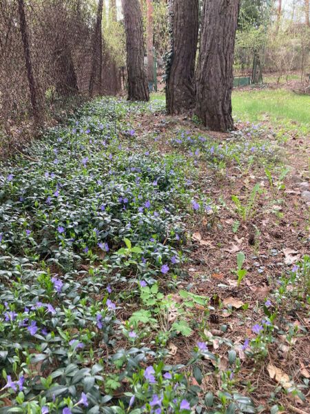 Działka rod Ząbki, ul. Wolności. Zdjęcie 8