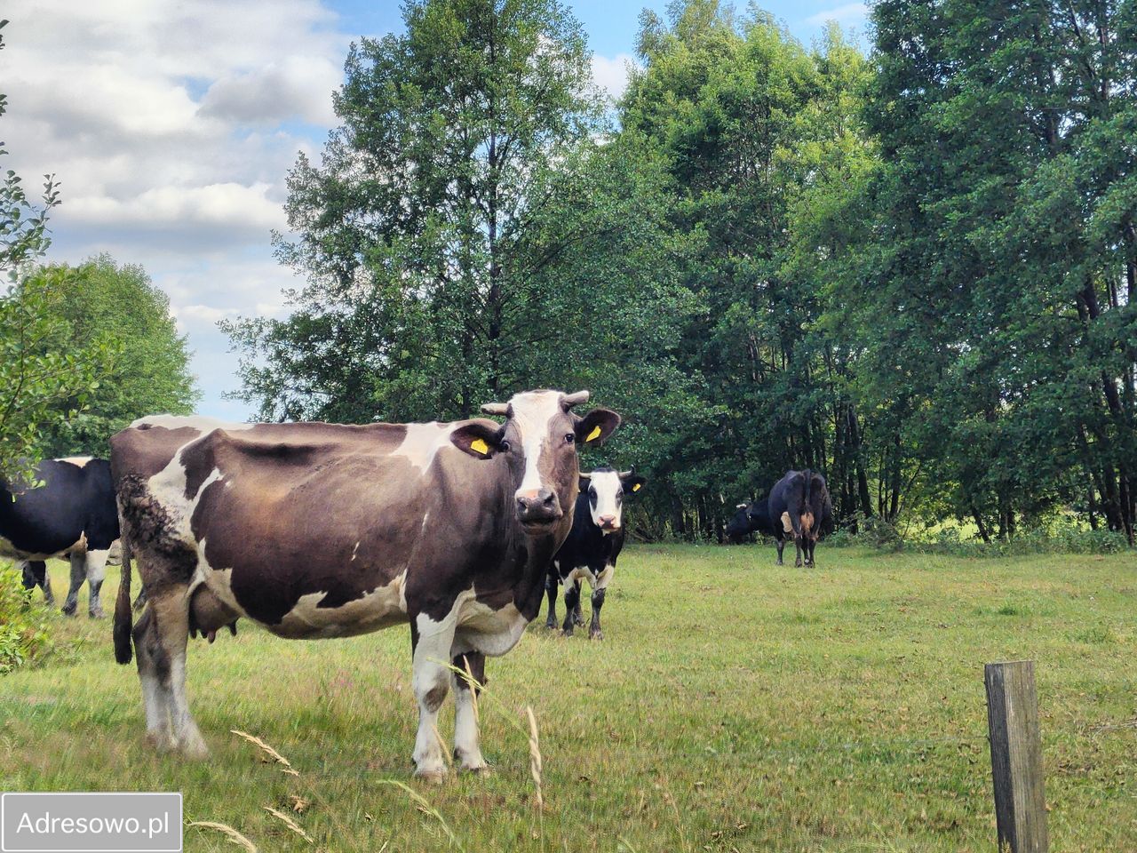 Działka Michałowo. Zdjęcie 12