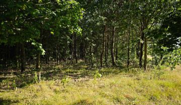 Działka leśna Sławczyn