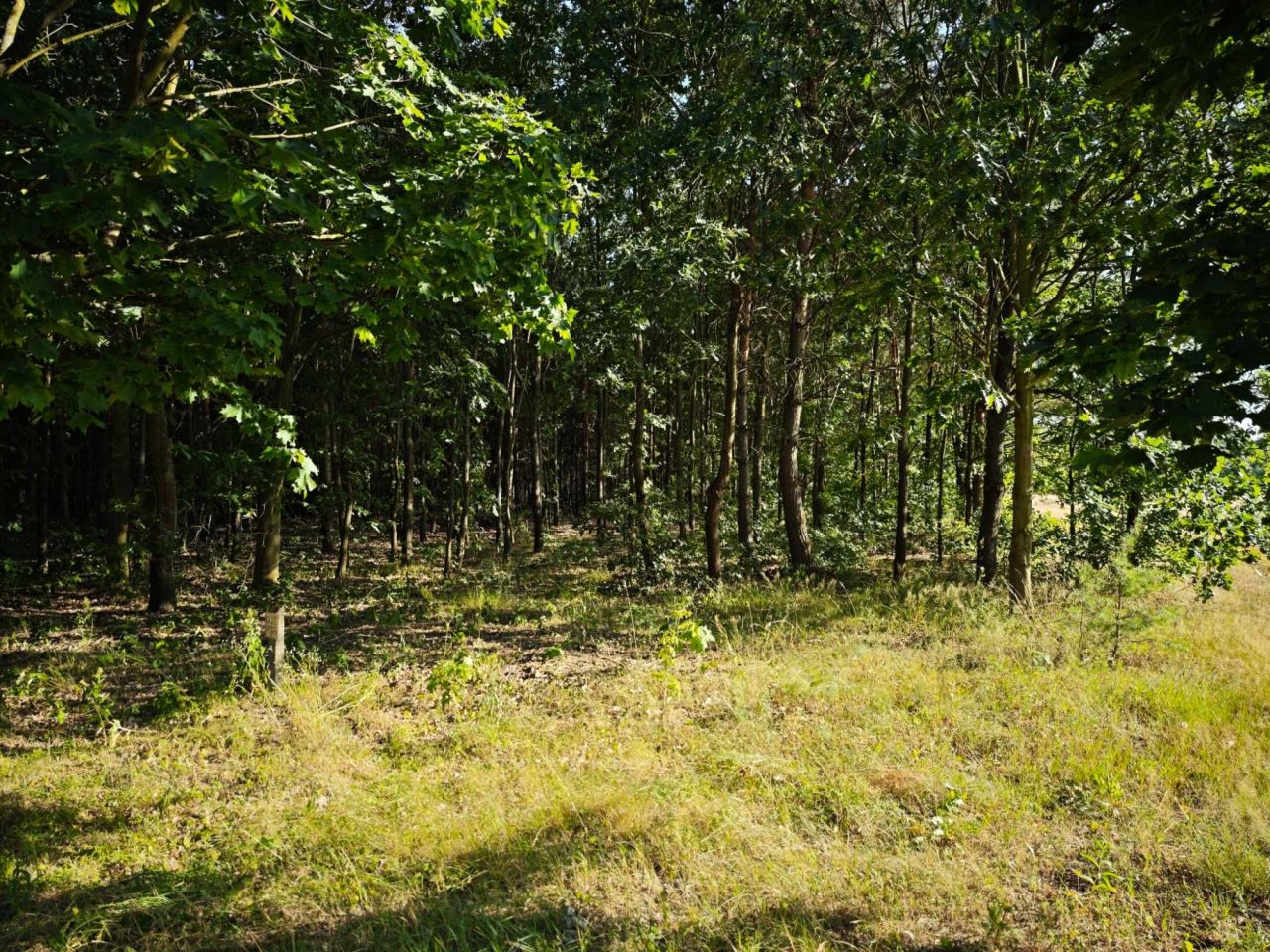 Działka leśna Sławczyn. Zdjęcie 2