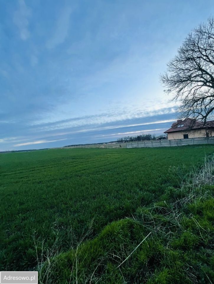 Działka siedliskowa Przysieka. Zdjęcie 5