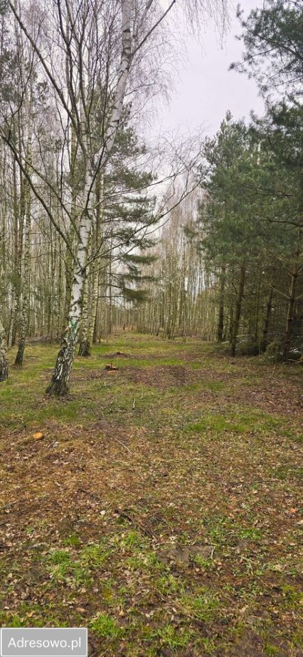 Działka rekreacyjna Ludwinów. Zdjęcie 5