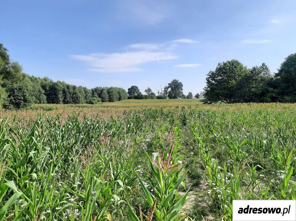 Działka rolna Krekole. Zdjęcie 5