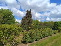 Działka rod Radom, ul. Uniwersytecka. Zdjęcie 4