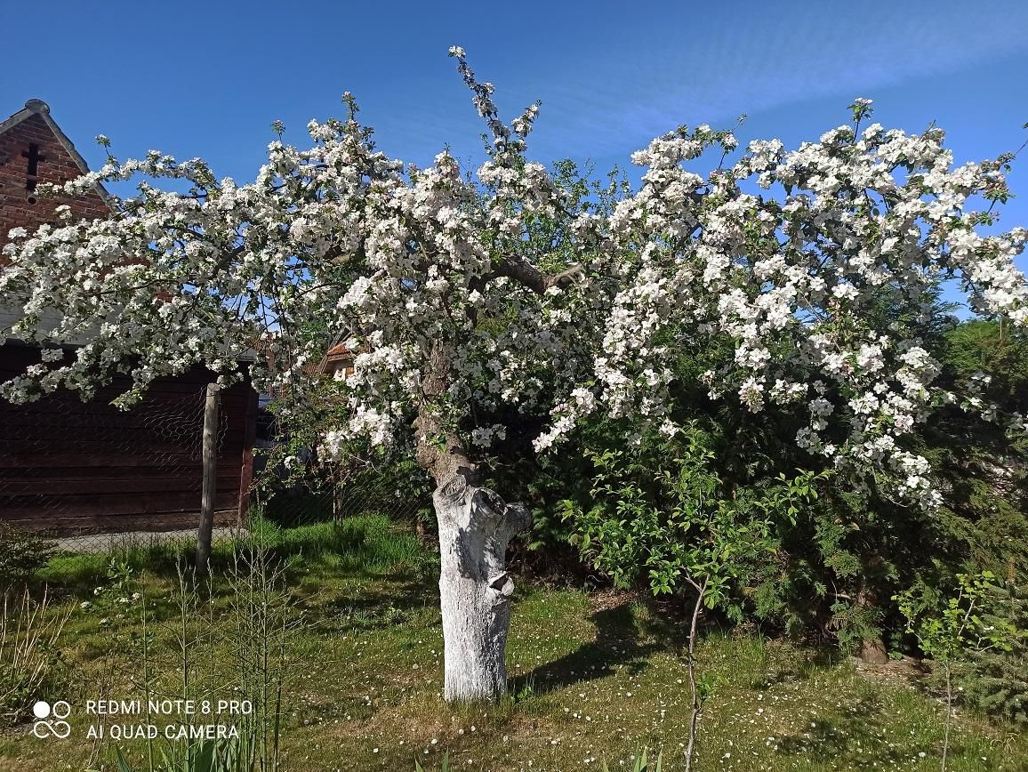 dom wolnostojący, 6 pokoi Kadyny. Zdjęcie 26