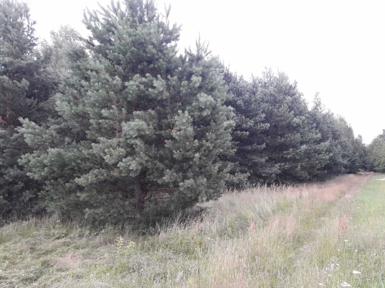 dom wolnostojący Koniecpol. Zdjęcie 6