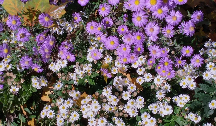 Działka rod Wrocław Bierdzany, ul. Nizinna