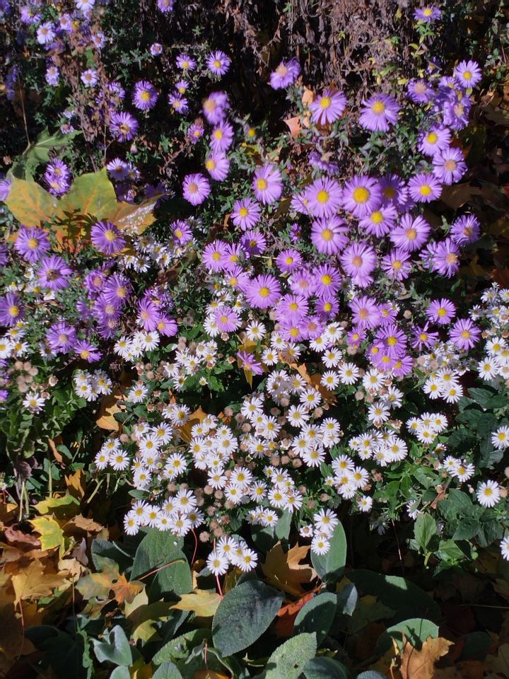 Działka rod Wrocław Bierdzany, ul. Nizinna. Zdjęcie 1