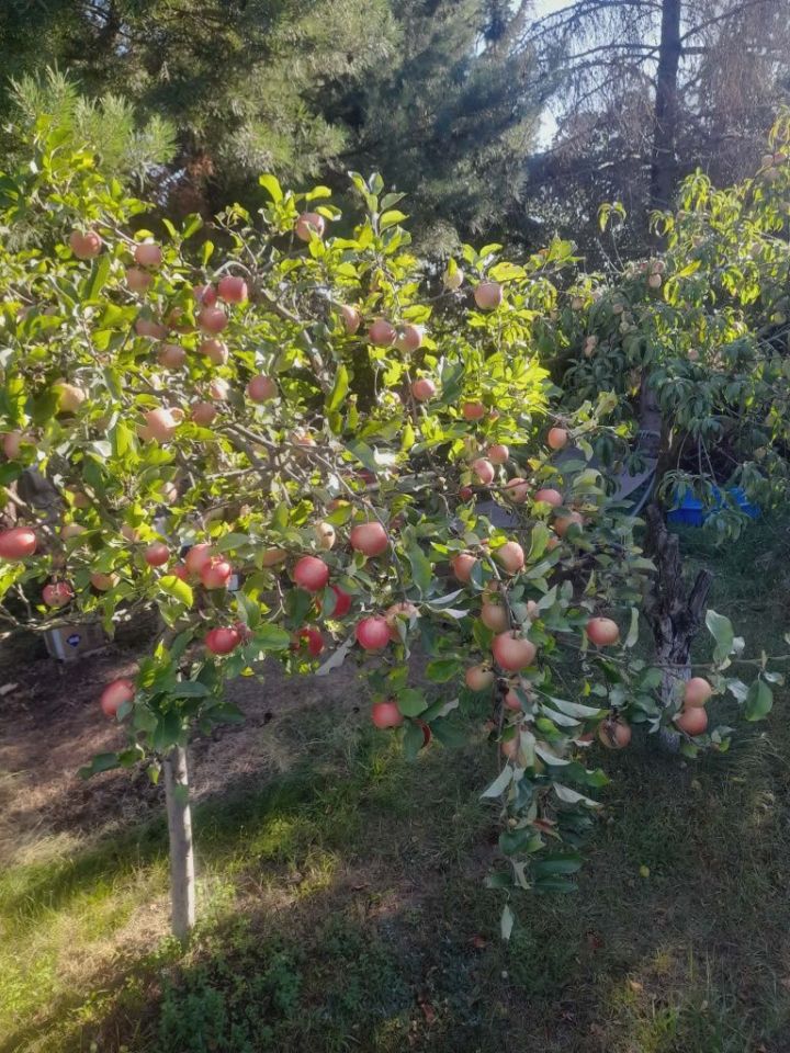 Działka rekreacyjna Czernica, ul. św. Ojca Pio. Zdjęcie 2