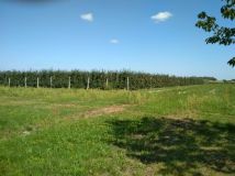 Działka rolna Miedzechów. Zdjęcie 2