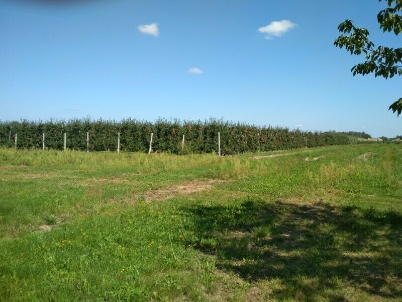 Działka rolna Miedzechów. Zdjęcie 3