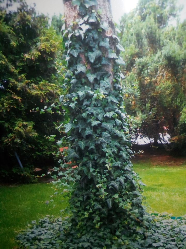 dom wolnostojący, 4 pokoje Międzyborów. Zdjęcie 6