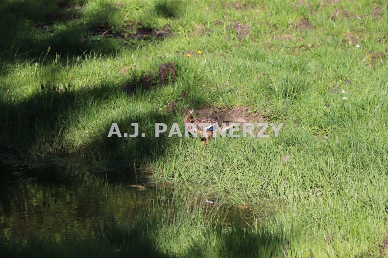 Działka Lednica Górna. Zdjęcie 14