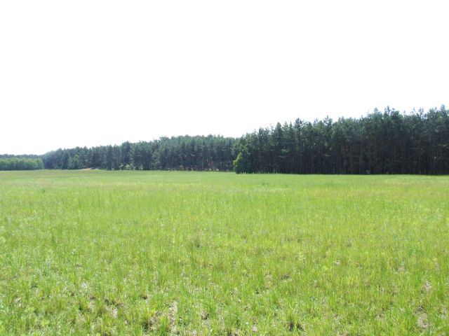 Działka budowlana Sąsieczno Miszek, ul. Józefa Konrada Korzeniowskiego. Zdjęcie 3