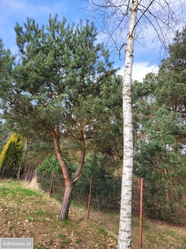 Działka budowlana Płachty. Zdjęcie 7