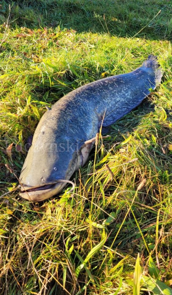 Lokal Gryfów Śląski. Zdjęcie 4