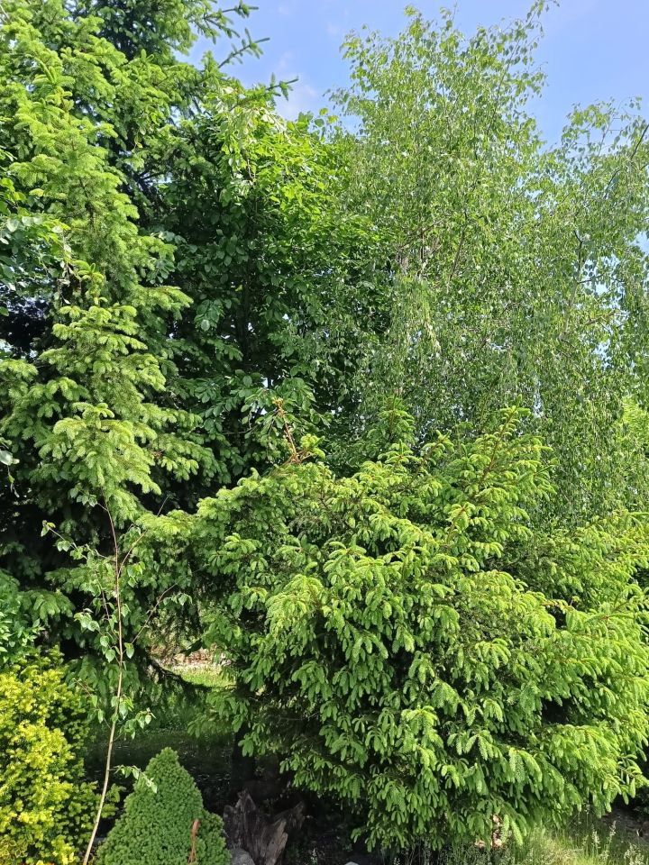 Działka rod Jarocin Annapol, ul. Żerkowska. Zdjęcie 2