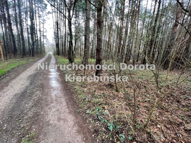 Działka leśna Poświętne. Zdjęcie 3