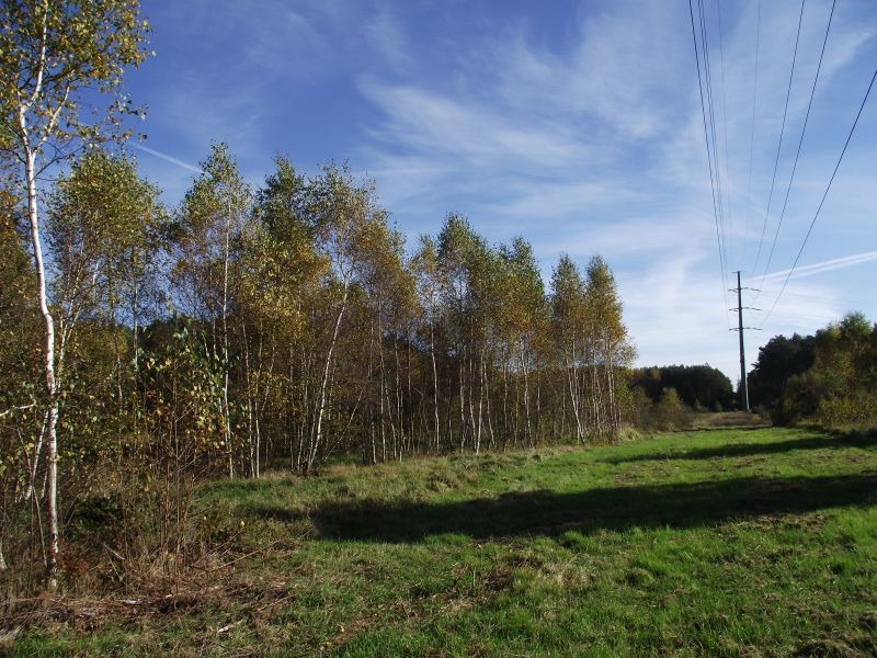 Działka siedliskowa Radomia Orzewo. Zdjęcie 5