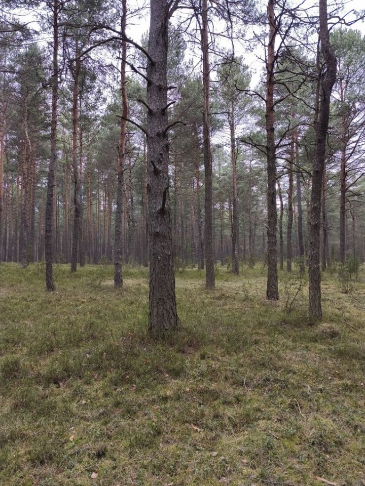 Działka leśna Kotowice. Zdjęcie 5