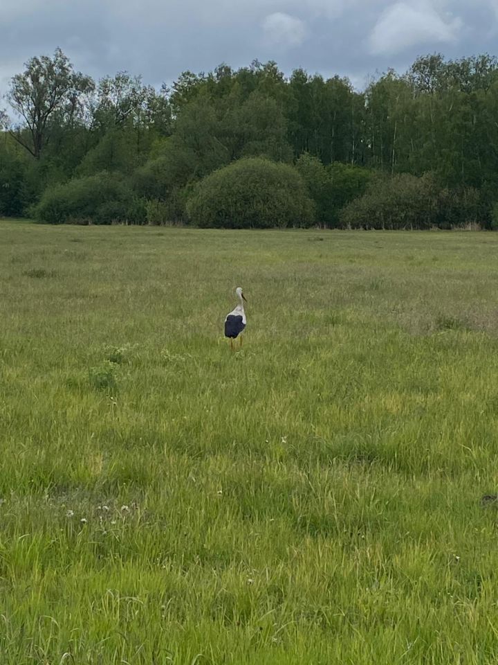 dom wolnostojący, 3 pokoje Gąsocin, ul. 3 Maja. Zdjęcie 7
