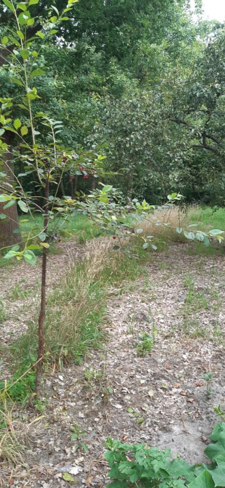 Działka rolna Panaszew. Zdjęcie 8