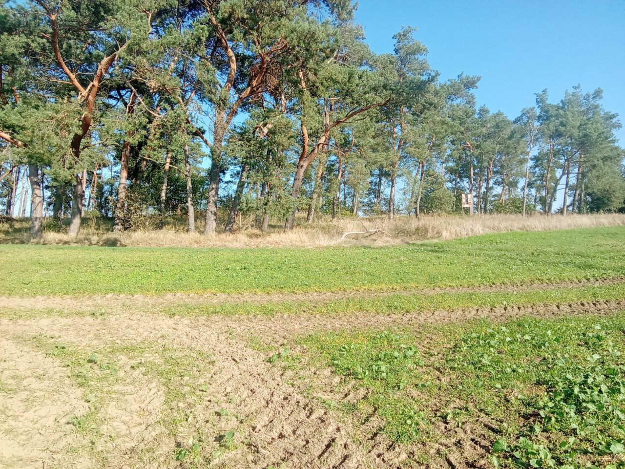 Działka rolna Parsów. Zdjęcie 12