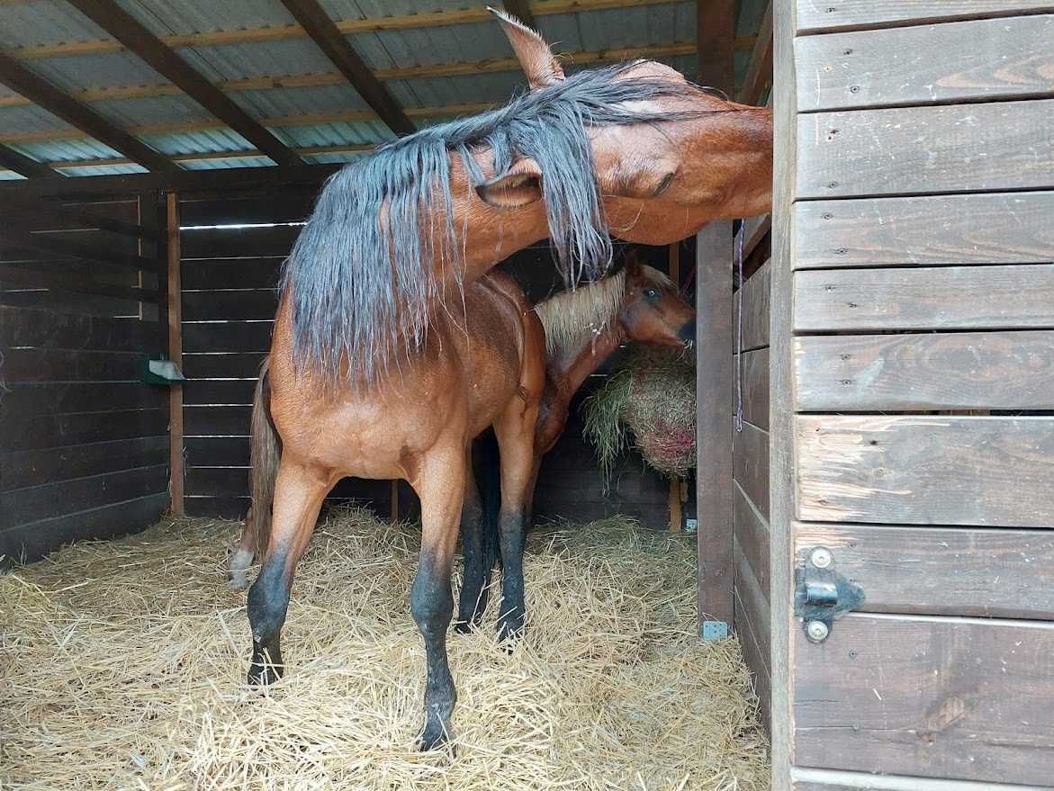 gospodarstwo Natolin. Zdjęcie 8