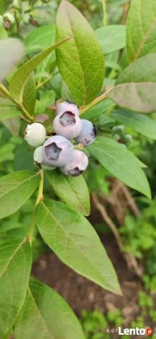 Działka rekreacyjna Koszalin, ul. Szczecińska. Zdjęcie 1