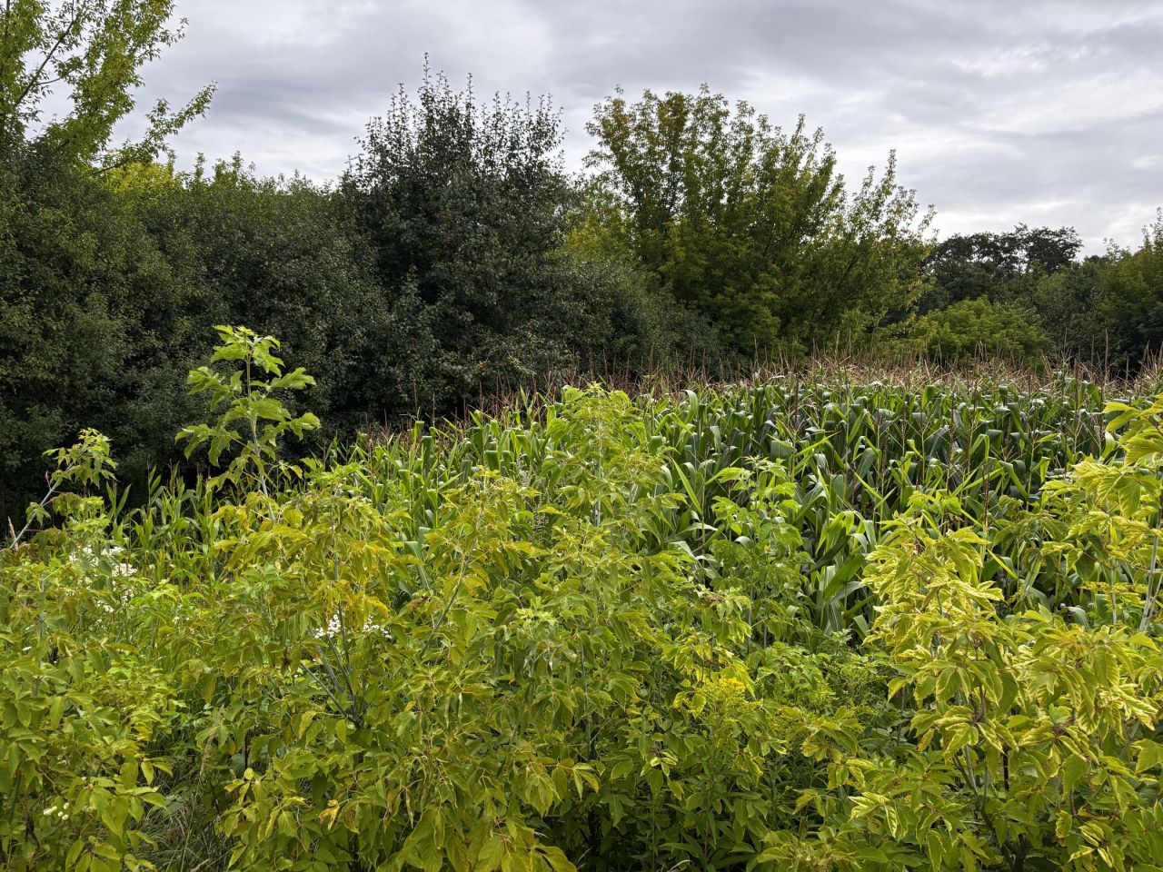 Działka budowlana Teresin, ul. Sarnia. Zdjęcie 4