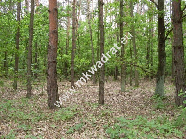Działka budowlana Żółwin. Zdjęcie 2