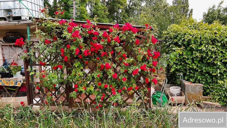 Działka rod Szczecin Pomorzany, ul. Białowieska. Zdjęcie 5