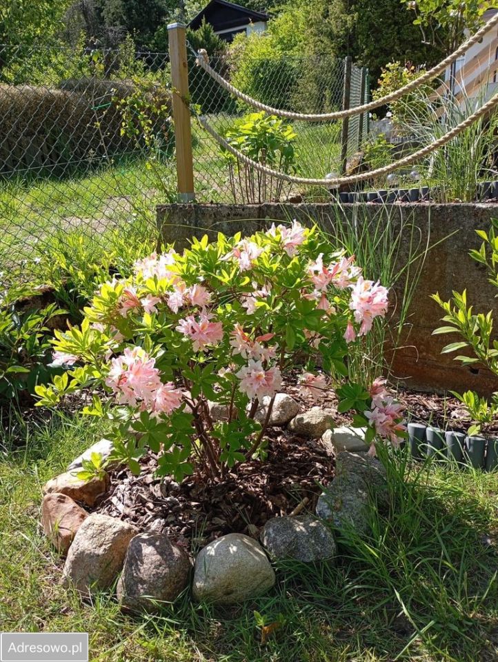 Działka rod Gdańsk Ujeścisko, ul. Stolema. Zdjęcie 7