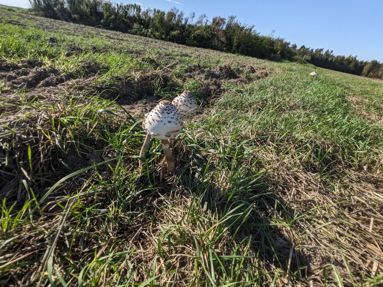 Działka rolna Eliaszówka. Zdjęcie 8