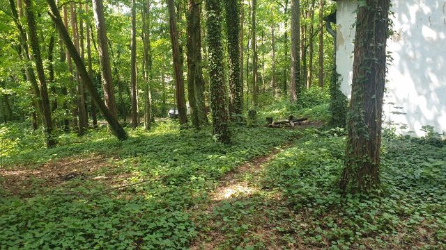 Działka budowlana Zalesie Górne, ul. Leszczynowa. Zdjęcie 1