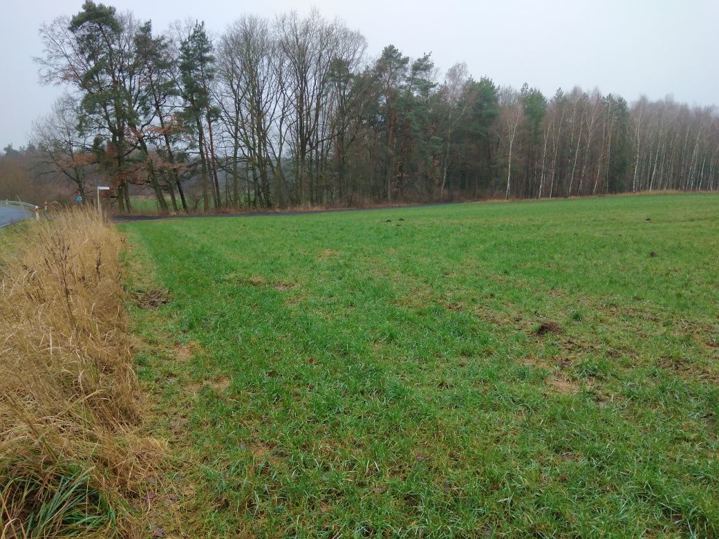 Działka siedliskowa Ciszkowo. Zdjęcie 8