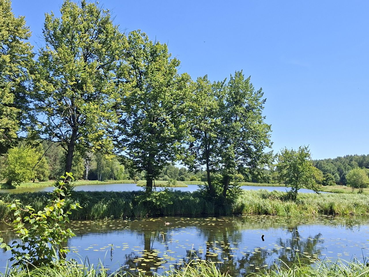 Działka leśna Jabłonowiec. Zdjęcie 2