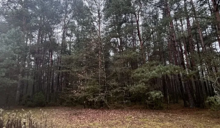 Działka leśna Nowe Lipki