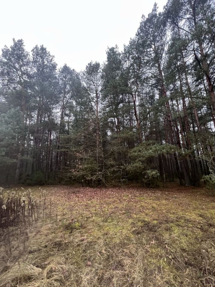 Działka leśna Nowe Lipki