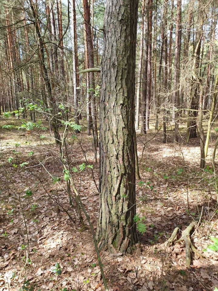 Działka leśna Leżajsk. Zdjęcie 2