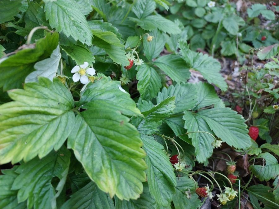 Działka rod Gdańsk Stogi. Zdjęcie 14